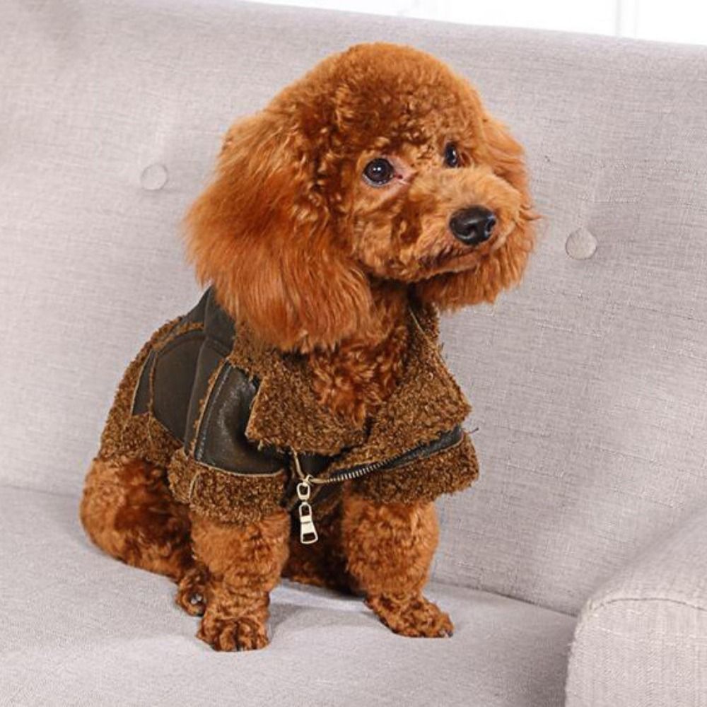 Motorcycle Gear Dogs - Jaket kulit anjing hangat, mantel anjing