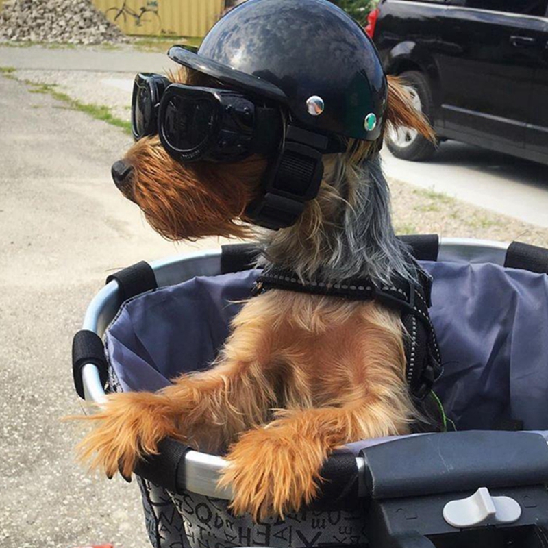 Helm sepeda motor kucing anjin - Motorcycle Gear Dogs ulasan dan harga
